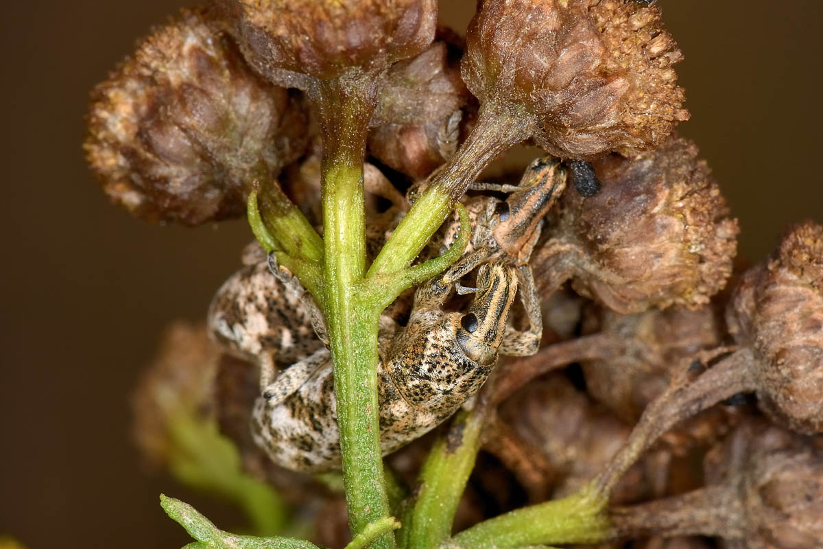 Curculionidae: Cyphocleonus sp?   S,  Cyphocleonus dealbatus